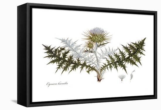 Cynara humilis, Flora Graeca-Ferdinand Bauer-Framed Premier Image Canvas