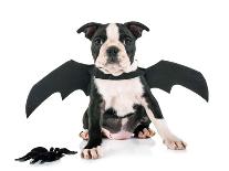 Bat Puppy Boston Terrier-cynoclub-Photographic Print