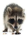 Young Raccoon-cynoclub-Framed Premier Image Canvas