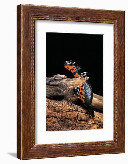 Cynops Orientalis (Fire-Bellied Newt)-Paul Starosta-Framed Photographic Print