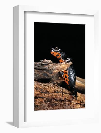 Cynops Orientalis (Fire-Bellied Newt)-Paul Starosta-Framed Photographic Print