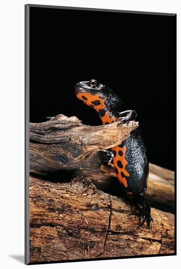 Cynops Orientalis (Fire-Bellied Newt)-Paul Starosta-Mounted Photographic Print