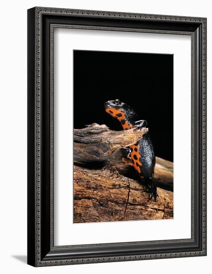 Cynops Orientalis (Fire-Bellied Newt)-Paul Starosta-Framed Photographic Print