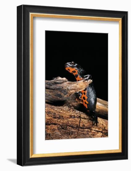 Cynops Orientalis (Fire-Bellied Newt)-Paul Starosta-Framed Photographic Print