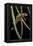 Cynops Pyrrhogaster (Japanese Fire-Bellied Newt)-Paul Starosta-Framed Premier Image Canvas