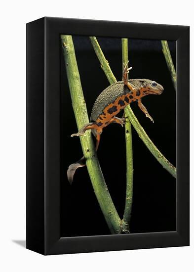 Cynops Pyrrhogaster (Japanese Fire-Bellied Newt)-Paul Starosta-Framed Premier Image Canvas