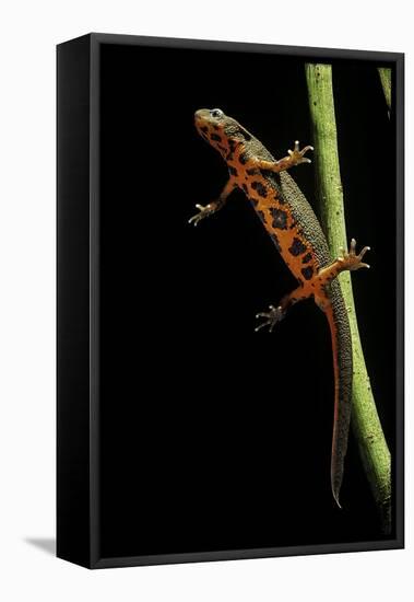 Cynops Pyrrhogaster (Japanese Fire-Bellied Newt)-Paul Starosta-Framed Premier Image Canvas