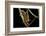 Cynops Pyrrhogaster (Japanese Fire-Bellied Newt)-Paul Starosta-Framed Photographic Print