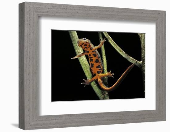 Cynops Pyrrhogaster (Japanese Fire-Bellied Newt)-Paul Starosta-Framed Photographic Print