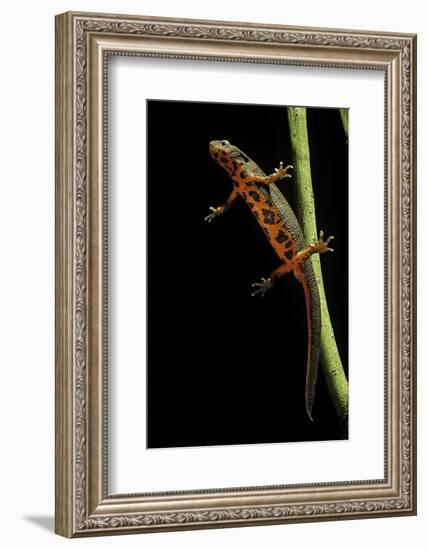 Cynops Pyrrhogaster (Japanese Fire-Bellied Newt)-Paul Starosta-Framed Photographic Print