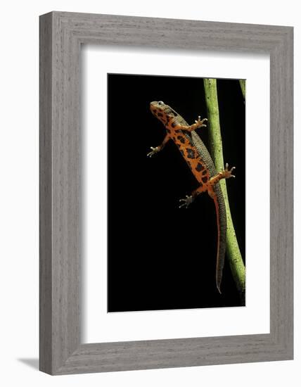 Cynops Pyrrhogaster (Japanese Fire-Bellied Newt)-Paul Starosta-Framed Photographic Print