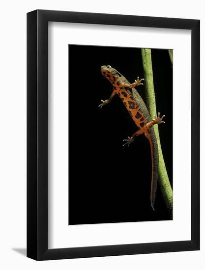 Cynops Pyrrhogaster (Japanese Fire-Bellied Newt)-Paul Starosta-Framed Photographic Print