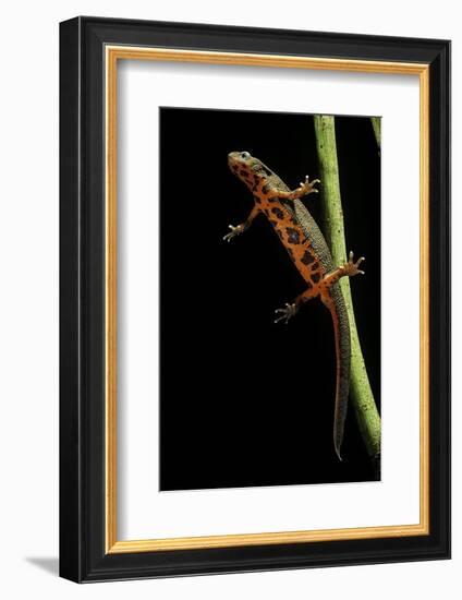 Cynops Pyrrhogaster (Japanese Fire-Bellied Newt)-Paul Starosta-Framed Photographic Print