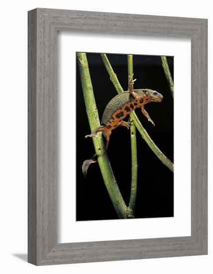 Cynops Pyrrhogaster (Japanese Fire-Bellied Newt)-Paul Starosta-Framed Photographic Print