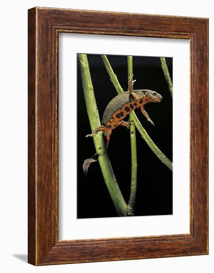 Cynops Pyrrhogaster (Japanese Fire-Bellied Newt)-Paul Starosta-Framed Photographic Print