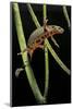 Cynops Pyrrhogaster (Japanese Fire-Bellied Newt)-Paul Starosta-Mounted Photographic Print