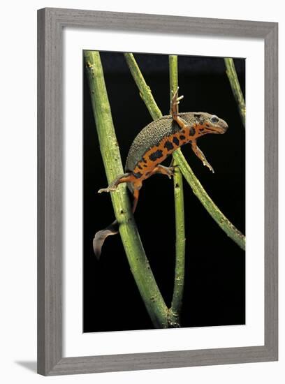 Cynops Pyrrhogaster (Japanese Fire-Bellied Newt)-Paul Starosta-Framed Photographic Print