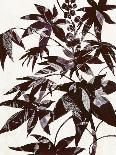 Quercifolia-Cynthia MacCollum-Art Print