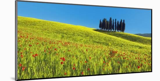 Cypress and corn field, Tuscany, Italy-Frank Krahmer-Mounted Art Print