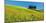 Cypress and corn field, Tuscany, Italy-Frank Krahmer-Mounted Art Print