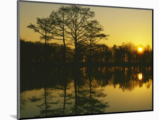 Cypress at sunrise, Otter Slough Wildlife Area, Stoddard County, Missouri, USA-Charles Gurche-Mounted Photographic Print