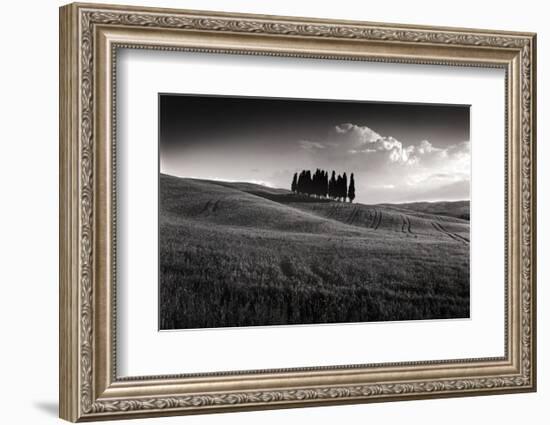 Cypress Cluster-Michael Hudson-Framed Art Print