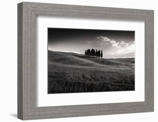 Cypress Cluster-Michael Hudson-Framed Art Print