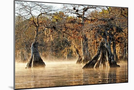 Cypress Creek I-Bruce Nawrocke-Mounted Art Print