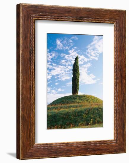 Cypress Friaul Italy-null-Framed Art Print