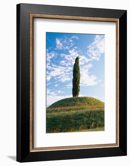 Cypress Friaul Italy-null-Framed Art Print