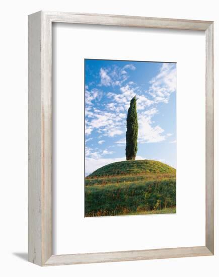 Cypress Friaul Italy-null-Framed Art Print
