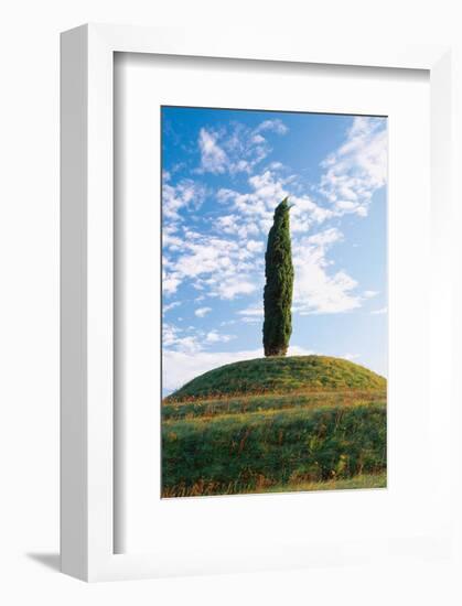 Cypress Friaul Italy-null-Framed Art Print