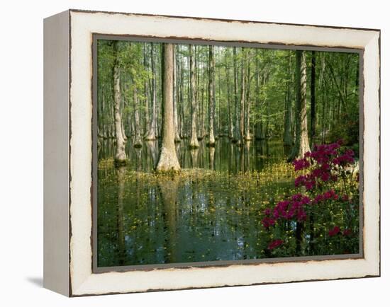 Cypress Gardens in South Carolina-James Randklev-Framed Premier Image Canvas