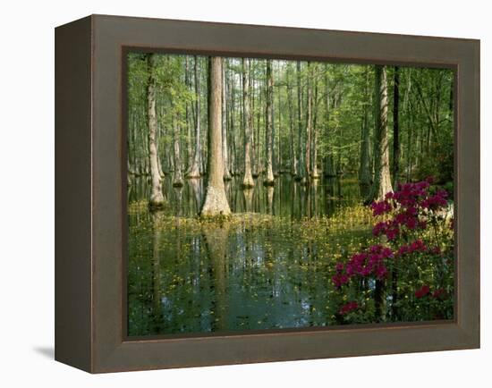 Cypress Gardens in South Carolina-James Randklev-Framed Premier Image Canvas