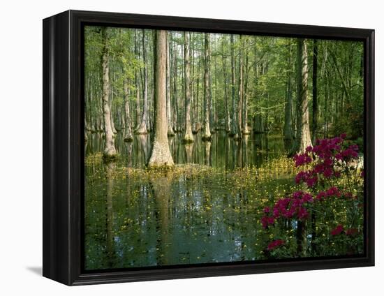 Cypress Gardens in South Carolina-James Randklev-Framed Premier Image Canvas