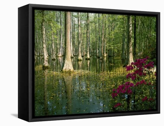 Cypress Gardens in South Carolina-James Randklev-Framed Premier Image Canvas