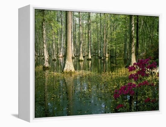 Cypress Gardens in South Carolina-James Randklev-Framed Premier Image Canvas