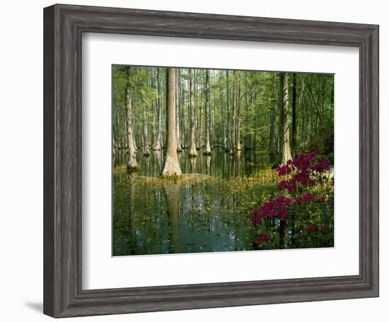 Cypress Gardens in South Carolina-James Randklev-Framed Photographic Print