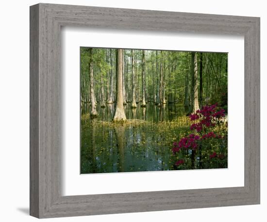 Cypress Gardens in South Carolina-James Randklev-Framed Photographic Print
