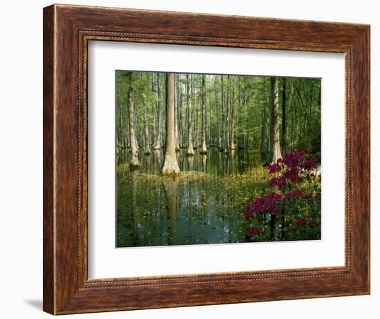 Cypress Gardens in South Carolina-James Randklev-Framed Photographic Print