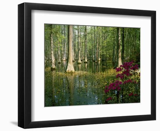 Cypress Gardens in South Carolina-James Randklev-Framed Photographic Print