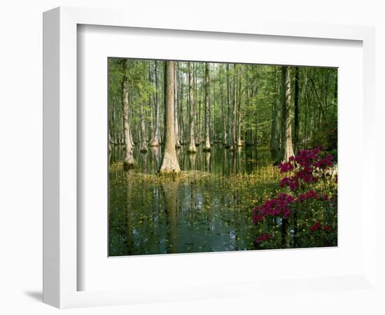 Cypress Gardens in South Carolina-James Randklev-Framed Photographic Print