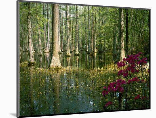 Cypress Gardens in South Carolina-James Randklev-Mounted Photographic Print