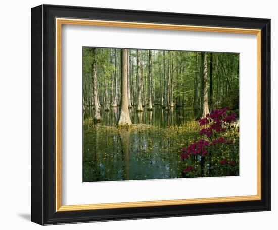 Cypress Gardens in South Carolina-James Randklev-Framed Photographic Print