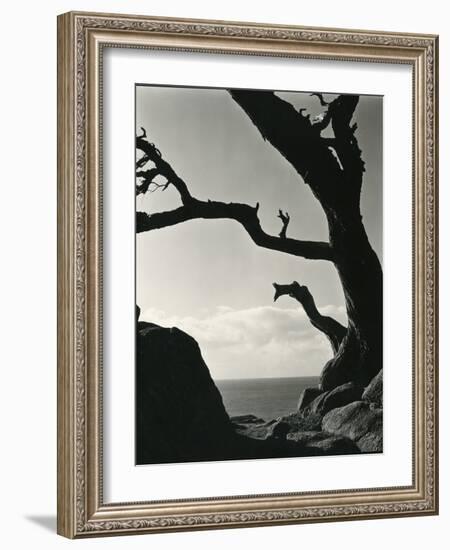 Cypress, Point Lobos, California, 1928-Brett Weston-Framed Photographic Print