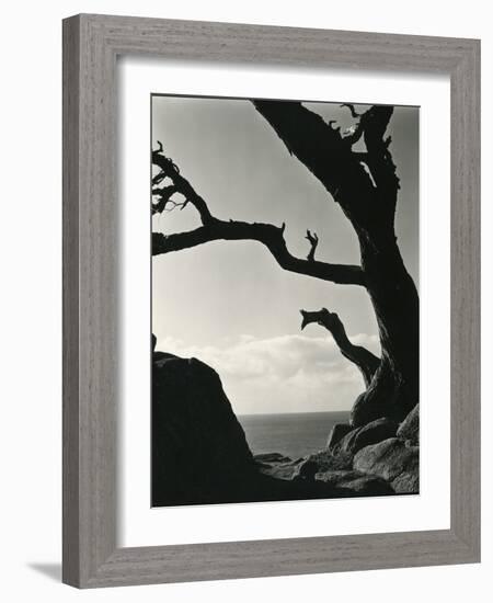 Cypress, Point Lobos, California, 1928-Brett Weston-Framed Photographic Print