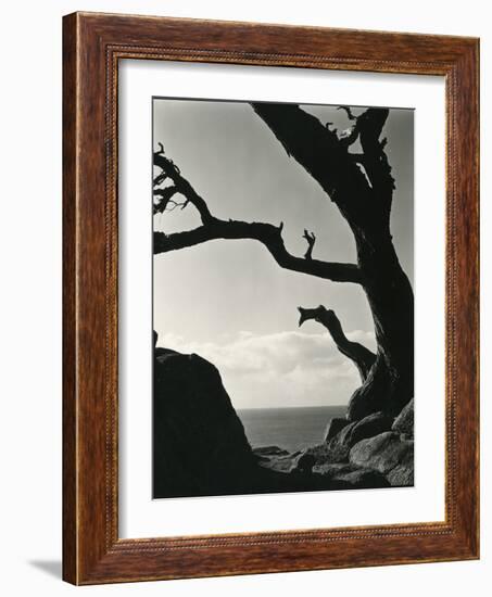 Cypress, Point Lobos, California, 1928-Brett Weston-Framed Photographic Print