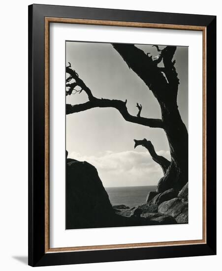 Cypress, Point Lobos, California, 1928-Brett Weston-Framed Photographic Print