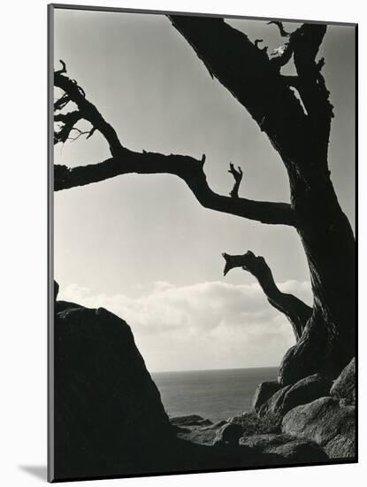 Cypress, Point Lobos, California, 1928-Brett Weston-Mounted Photographic Print