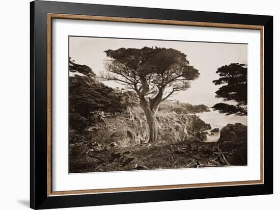 Cypress Point, Monterey, California, about 1880s-Carleton Watkins-Framed Art Print